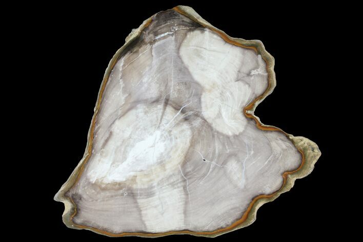 7.6" Petrified Wood (Bald Cypress) Slab - Saddle Mountain, WA